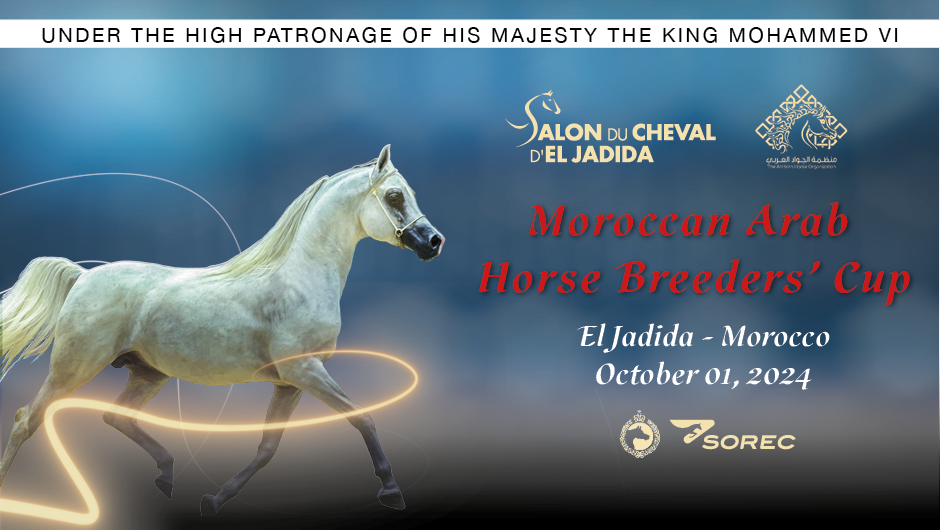 El Jadida 2024 Moroccan Arab Horse Breeders' Cup Events Arabian Essence TV